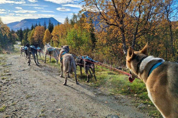 Tromso Husky Wagon Tour Dog Sledding on Wheels