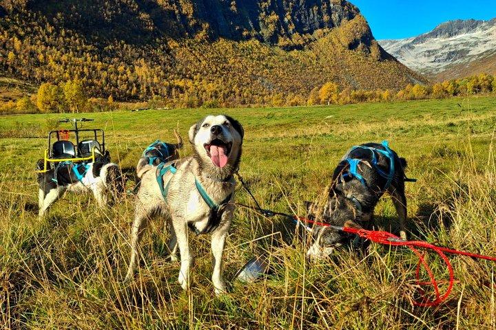 Tromso Husky Wagon Tour Dog Sledding on Wheels