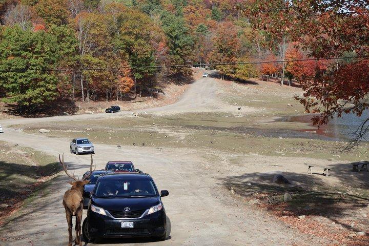 モントリオール：秋の紅葉に彩られたオメガパークでサファリ体験