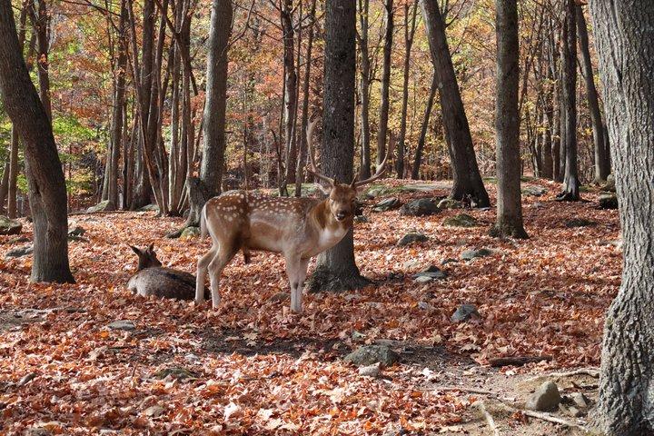 モントリオール：秋の紅葉に彩られたオメガパークでサファリ体験