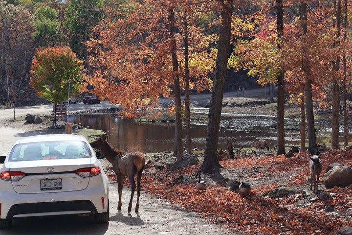 モントリオール：秋の紅葉に彩られたオメガパークでサファリ体験