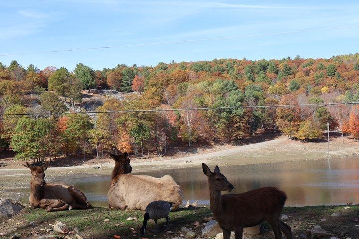 モントリオール：秋の紅葉に彩られたオメガパークでサファリ体験