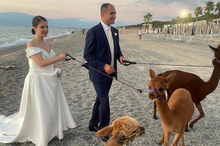 カラブリアのアルパカ サンセットビーチ体験 Pizzo VV AlpacSelfies