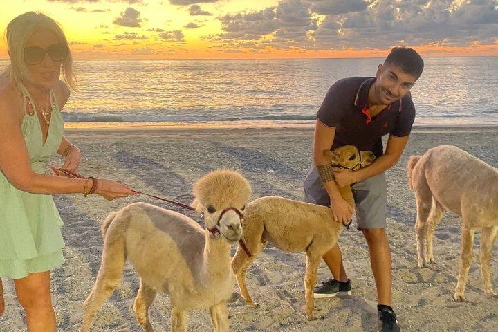 カラブリアのアルパカ サンセットビーチ体験 Pizzo VV AlpacSelfies