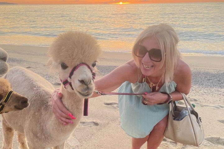 カラブリアのアルパカ サンセットビーチ体験 Pizzo VV AlpacSelfies
