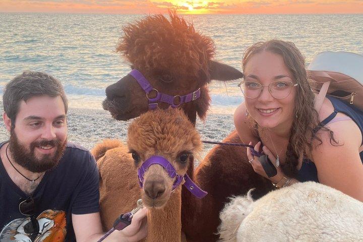 カラブリアのアルパカ サンセットビーチ体験 Pizzo VV AlpacSelfies