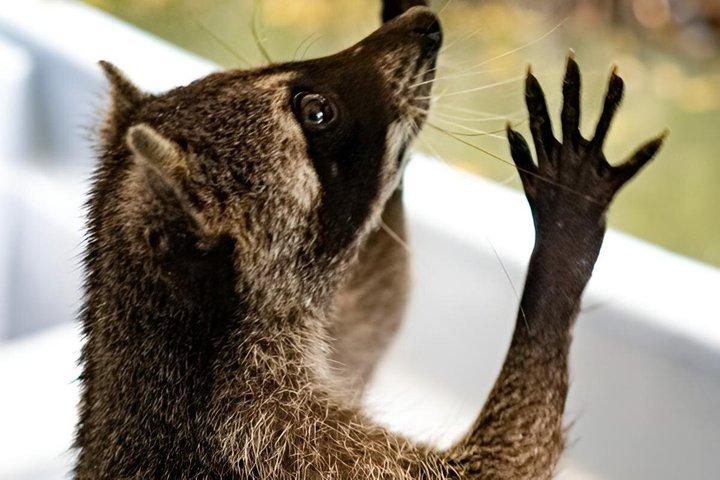 Snorkeling et Tour des Raccoons à l'île Baru avec déjeuner