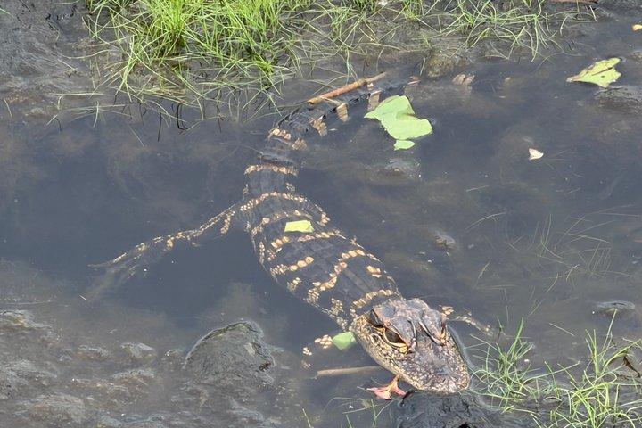 1 uur Florida Everglades Wildlife Tour