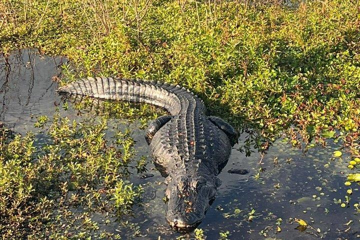 1 uur Florida Everglades Wildlife Tour