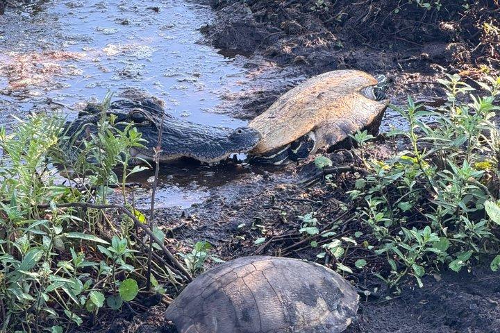 1 uur Florida Everglades Wildlife Tour