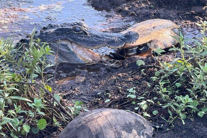 1 uur Florida Everglades Wildlife Tour