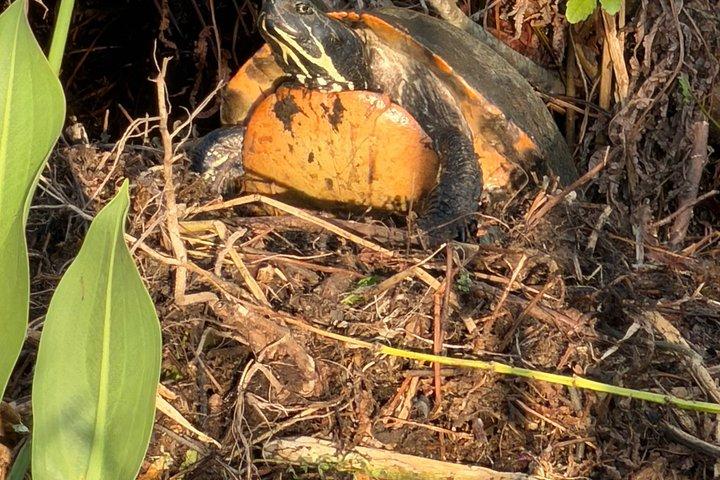 1 uur Florida Everglades Wildlife Tour