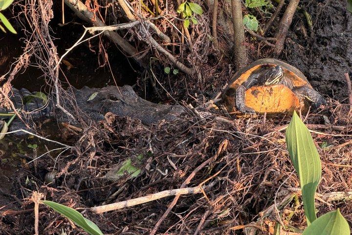 1 uur Florida Everglades Wildlife Tour