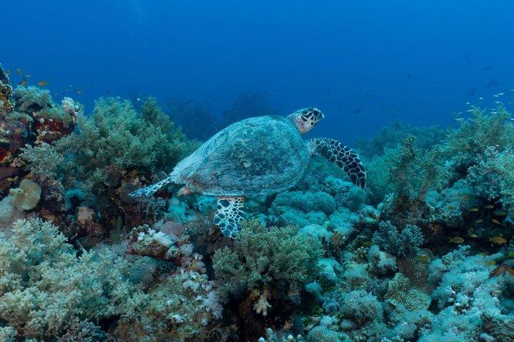 Glass Bottom Boat Turtle Reef Snorkel in Waikiki