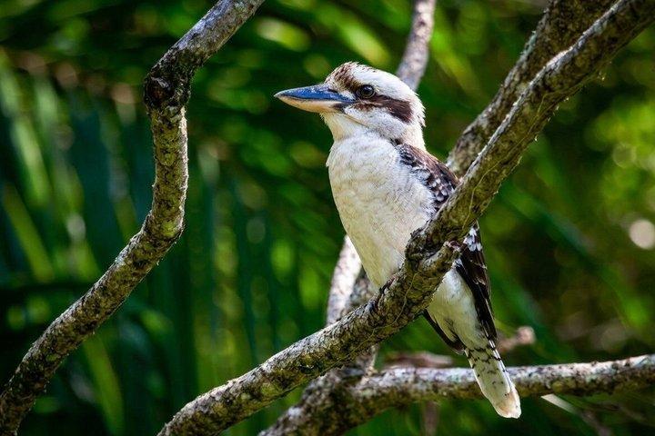 Royal Nature Tour