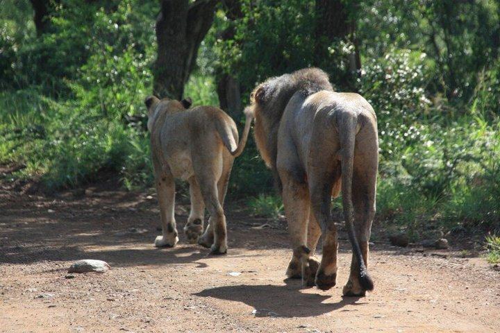 Hluhluwe Half Day Safari Drive
