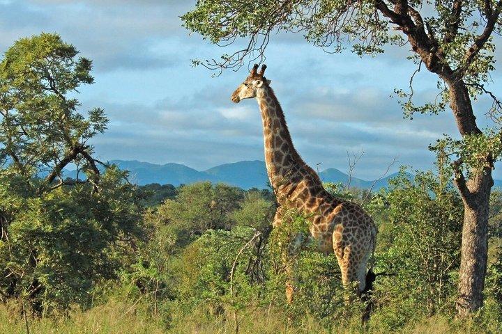 Hluhluwe Half Day Safari Drive
