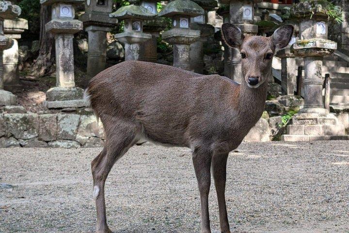 Private Tour durch Nara und Fushimi Inari auf Spanisch oder Englisch