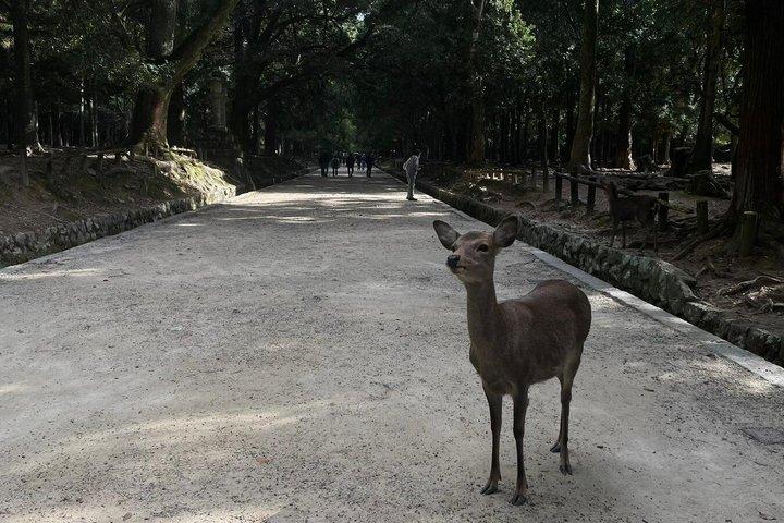 Private Tour durch Nara und Fushimi Inari auf Spanisch oder Englisch