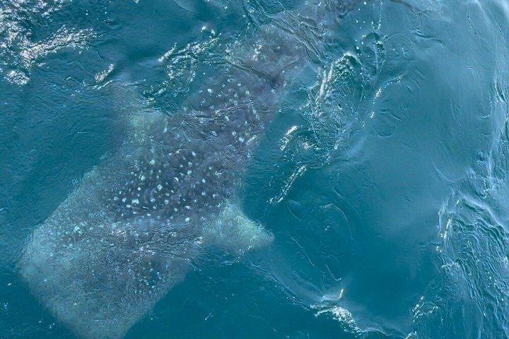 ミリッサのホエールウォッチング体験と朝食付き