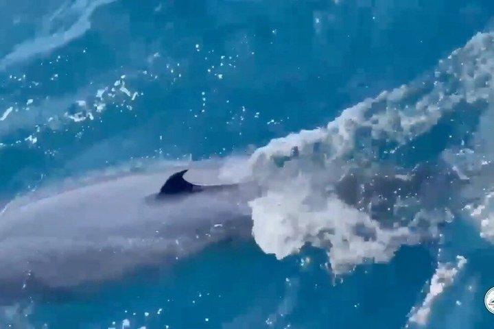 ミリッサのホエールウォッチング体験と朝食付き