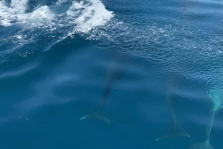 ミリッサのホエールウォッチング体験と朝食付き