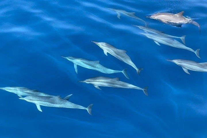 ミリッサのホエールウォッチング体験と朝食付き