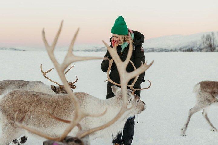 Kort ren- och samisk kulturupplevelse i Tromsø
