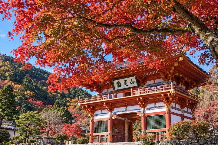 京都嵐山と清水寺抹茶の日帰りツアー