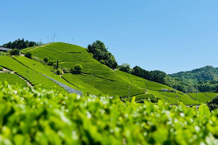 Esperienza privata di 8 ore in fattoria di Matcha di Kyoto Uji