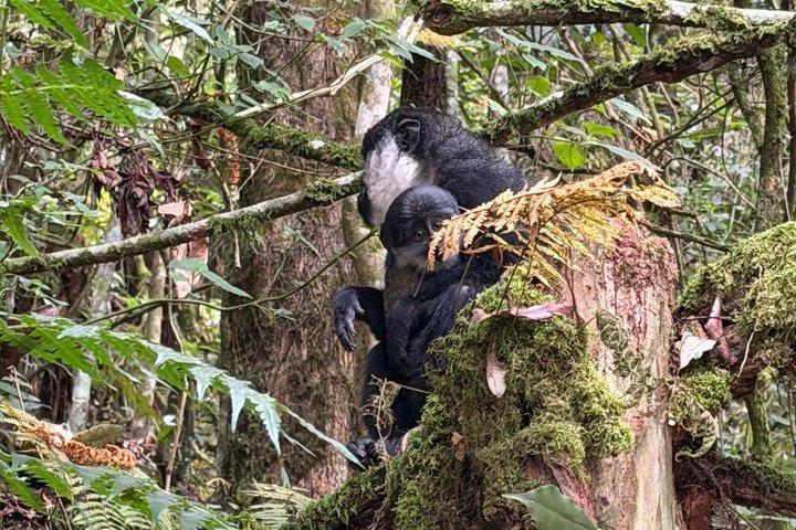 1日目 ニウンウェ国立公園：キャノピーウォーク、ジップライン＆滝