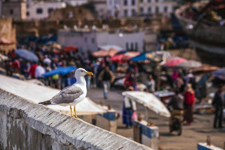 マラケシュからのエッサウイラ日帰り旅行（メディナと大西洋海岸）
