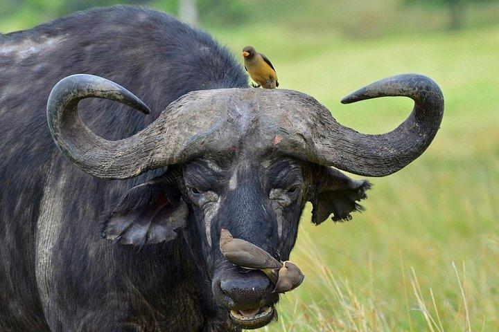 Nairobi National Park Half Day Safari in a 4x4 Vehicle