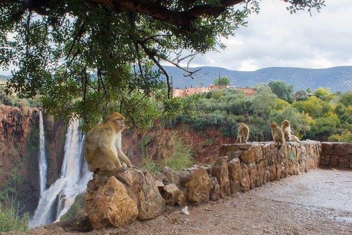 マラケシュ発オウズードの滝日帰り旅行(ボート付き)
