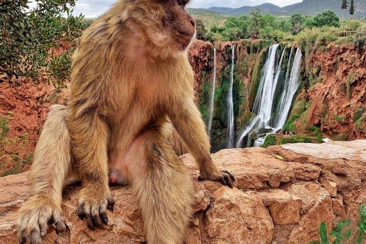 マラケシュ発オウズードの滝日帰り旅行(ボート付き)