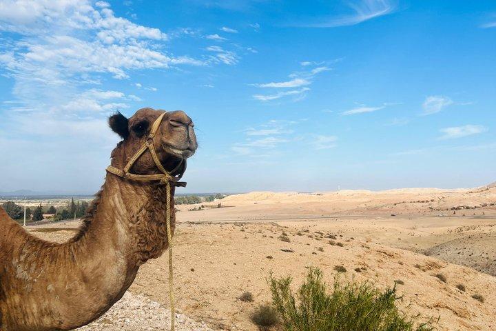 Marrakech Camel Ride Experience: Palm Grove & Moroccan Tea