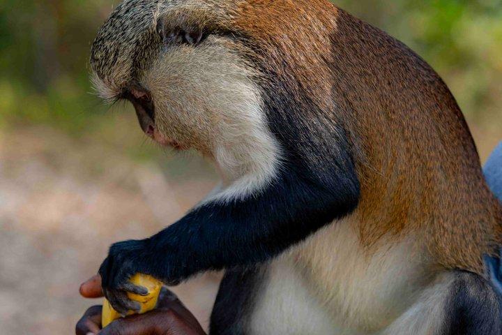 Wli Waterfall and Tafi Atome Monkey Sanctuary (Day Visit)