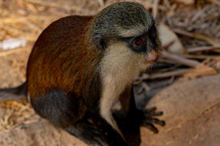 Wli Waterfall and Tafi Atome Monkey Sanctuary (Day Visit)