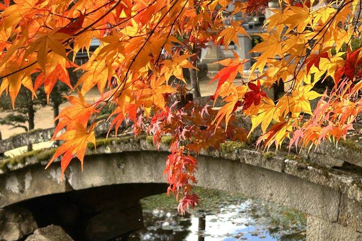 The Golden Moment Autumn E Bike Tour