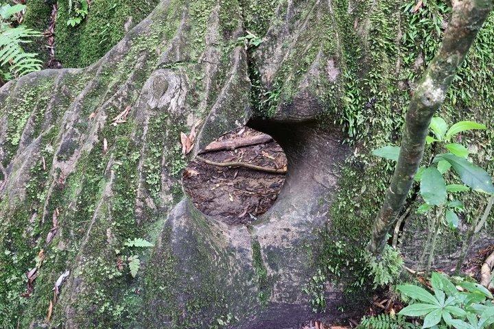 オークランド発 ワイテモ・グローワーム洞窟と北島自然ツアー