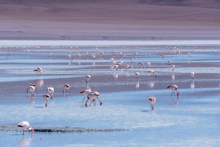 Escursioni personalizzate a San Pedro de Atacama