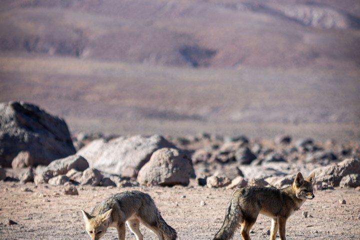 Escursioni personalizzate a San Pedro de Atacama