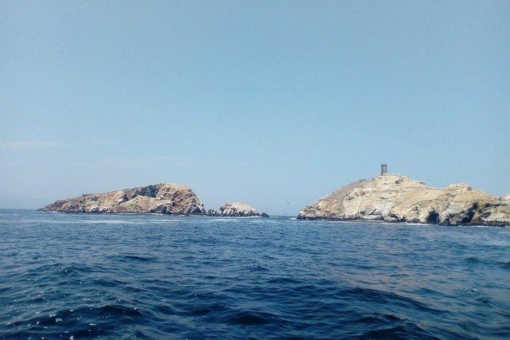 リマ発 プライベート・パロミーノ諸島アシカ水泳ツアー