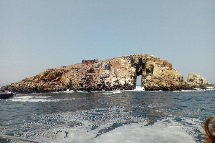 Private Palomino Islands Sea Lion Swim Tour from Lima