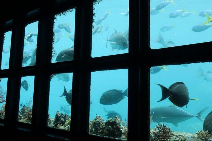 Sunlover Reef Cruises Cairns Great Barrier Reef Experience