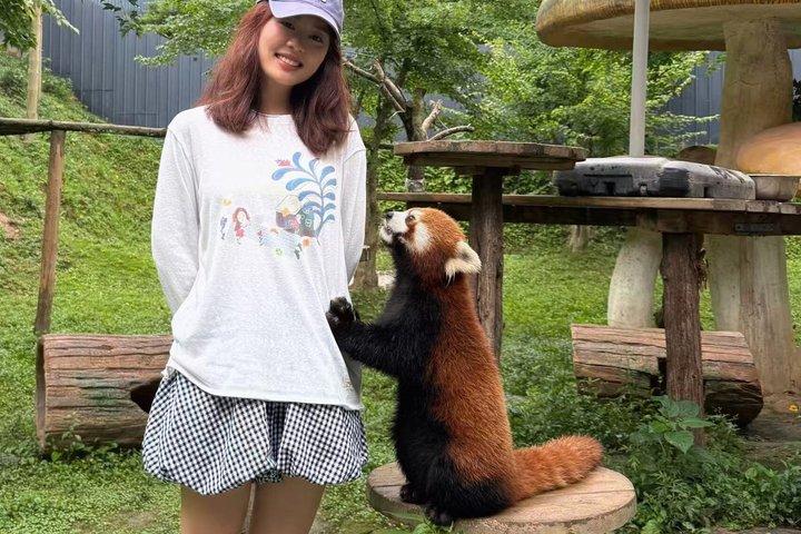 成都パンダ谷:ジャイアントパンダとレッサーパンダの餌やり写真