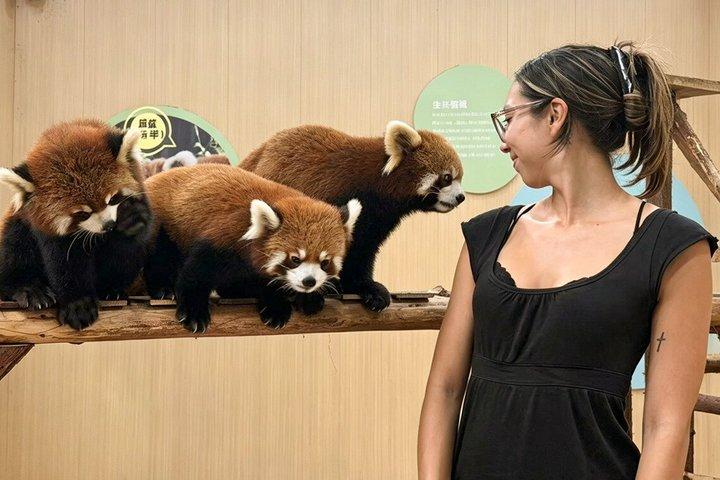 成都パンダ谷：ジャイアントパンダとレッサーパンダの餌やり写真