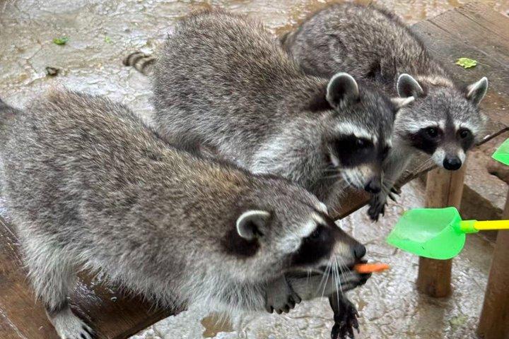 成都パンダ谷：ジャイアントパンダとレッサーパンダの餌やり写真