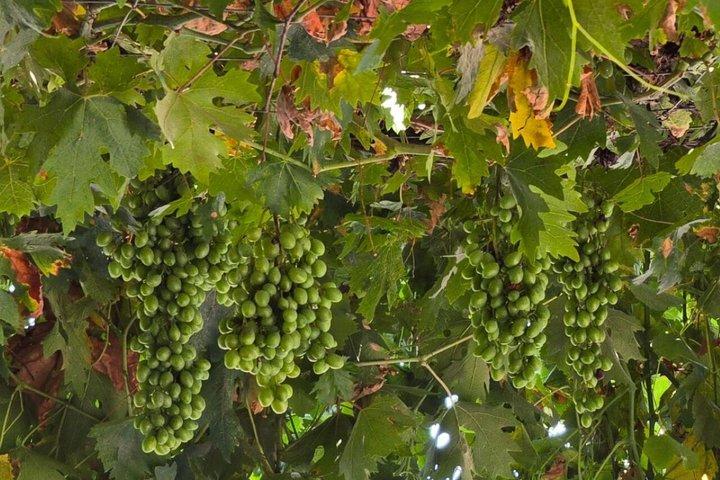 Paphos Wine & Halloumi Tour with Winery and Monastery Visit
