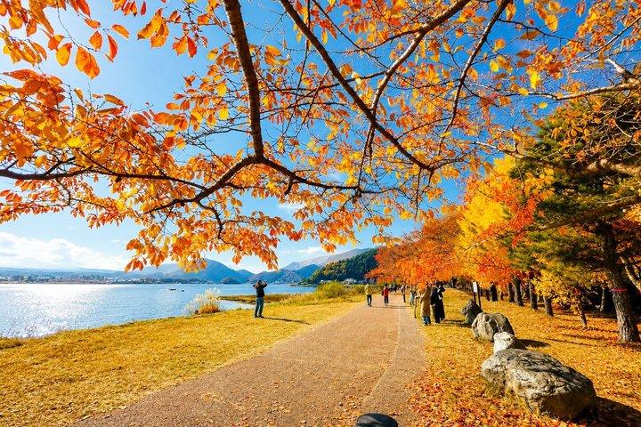Lake Kawaguchi ⇔ Tokyo Bus Tickets